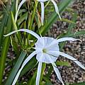 Hymenocallis caribaea 'Tropical Giant, Laura Grant Hymenocallis caribaea 'Tropical Giant, Laura Grant