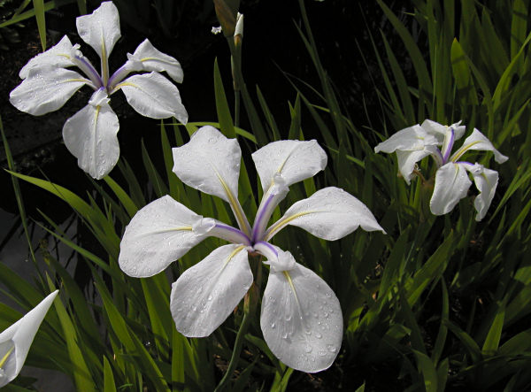 Iris laevigata Snowdrift