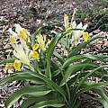 Iris bucharica, Nicholas Plummer