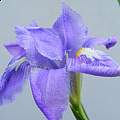 Iris decora, David Nicholson