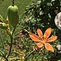 Iris domestica, Nicholas Plummer