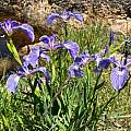 Iris hookeri, Nicholas Plummer Iris hookeri, Nicholas Plummer