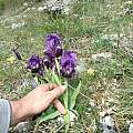 Iris lutescens, individual bearing 3 flowers per stem, Mt. Cetona, Tuscany, Italy, Gianluca Corazza