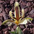 Iris rosenbachiana 'Varzob', John Lonsdale [Shift+click to enlarge, Click to go to wiki entry]