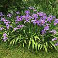 Iris tectorum, Nicholas Plummer Iris tectorum, Nicholas Plummer