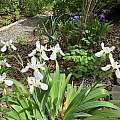 Iris tectorum, Nicholas Plummer Iris tectorum, Nicholas Plummer