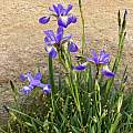 Iris versicolor, Nicholas Plummer [Shift+click to enlarge, Click to go to wiki entry]