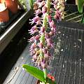 Lachenalia glauca, Rimmer de Vries