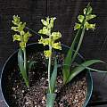Lachenalia mathewsii, Mary Sue Ittner Lachenalia mathewsii, Mary Sue Ittner