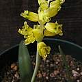 Lachenalia mathewsii, Mary Sue Ittner Lachenalia mathewsii, Mary Sue Ittner