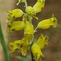 Lachenalia mathewsii, Mary Sue Ittner Lachenalia mathewsii, Mary Sue Ittner