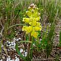 Lachenalia mathewsii, Cameron McMaster Lachenalia mathewsii, Cameron McMaster