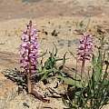 Lachenalia nardousbergensis, Alan Horstmann Lachenalia nardousbergensis, Alan Horstmann