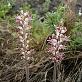 Lachenalia nervosa, Cameron McMaster