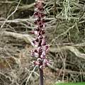 Lachenalia nervosa, Cameron McMaster