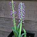 Lachenalia violacea, Mary Sue Ittner Lachenalia violacea, Mary Sue Ittner