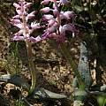 Lachenalia violacea, Bob Rutemoeller Lachenalia violacea, Bob Rutemoeller