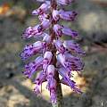 Lachenalia violacea, Mary Sue Ittner Lachenalia violacea, Mary Sue Ittner