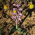 Lachenalia violacea, Mary Sue Ittner Lachenalia violacea, Mary Sue Ittner