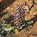 Lachenalia violacea, Mary Sue Ittner Lachenalia violacea, Mary Sue Ittner