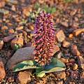 Lachenalia violacea, Mary Sue Ittner Lachenalia violacea, Mary Sue Ittner
