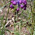 Leopoldia bicolor, Gideon Pisanty