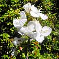 Libertia grandiflora, Mary Sue Ittner Libertia grandiflora, Mary Sue Ittner