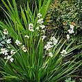 Libertia grandiflora, Mary Sue Ittner Libertia grandiflora, Mary Sue Ittner