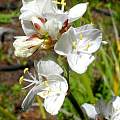 Libertia grandiflora, Mary Sue Ittner Libertia grandiflora, Mary Sue Ittner