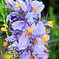 Libertia sessiliflora, Mary Sue Ittner Libertia sessiliflora, Mary Sue Ittner