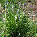 Libertia sessiliflora, Mary Sue Ittner Libertia sessiliflora, Mary Sue Ittner