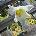Lilium formosanum, Mary Sue Ittner Lilium formosanum, Mary Sue Ittner