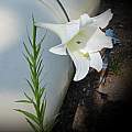 Lilium formosanum, Mary Sue Ittner Lilium formosanum, Mary Sue Ittner