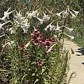 Lilium formosanum, Christine Doud Lilium formosanum, Christine Doud