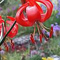 Lilium pumilum, Laura Grant