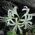 Lycoris × albiflora, Zhang PC