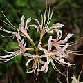 Lycoris × albiflora, Zhang PC