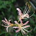 Lycoris × albiflora, Zhang PC