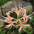 Lycoris × albiflora, Zhang PC