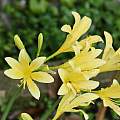 Lycoris anhuiensis, Zhang PC