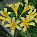 Lycoris anhuiensis, Zhang PC