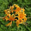 Lycoris aurea, Zhang PC