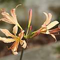 Lycoris chejuensis, Zhang PC