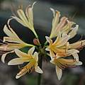 Lycoris chejuensis, Zhang PC