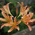 Lycoris chejuensis, Zhang PC