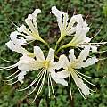 Lycoris houdyshelii, Zhang PC