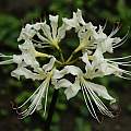 Lycoris houdyshelii, Zhang PC