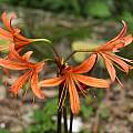 Lycoris sanguinea var. kiushiana, Zhang PC