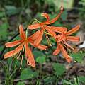 Lycoris sanguinea var. kiushiana, Zhang PC