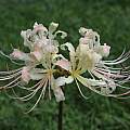 Lycoris straminea, Zhang PC